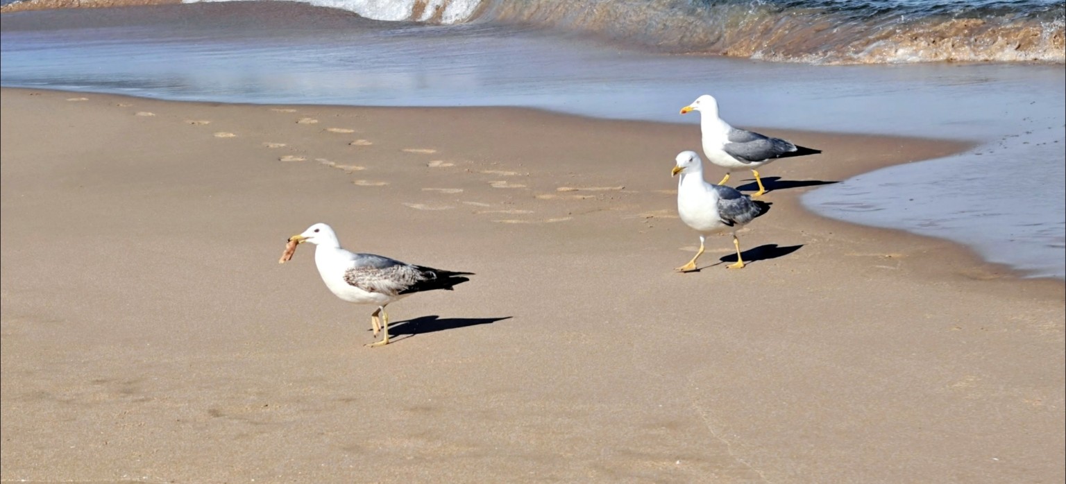 Möwen an der Wasserlinie der Meia Praia